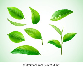 Realistic tea leafs. Isolated green leaves with dew raindrop and stems growth, 3d leaf matcha bio plant basil herbal leave on transparent background, set exact vector illustration of fresh green tea