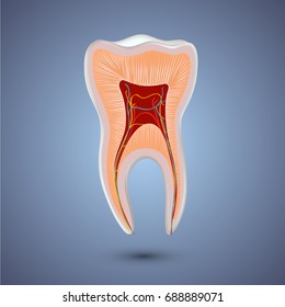 Realistic teeth anatomy illustration.