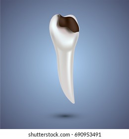 Realistic teeth anatomy illustration.