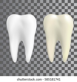 Realistic teeth in two colors white and natural. Poster Transperent, tooth Icon

