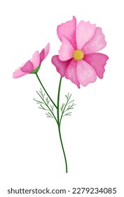 Realistic textured pink cosmos flower. Stipple texture.