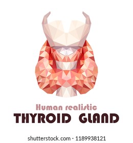 Realistic thyroid gland in low poly. Human 3d thyroid, gland, larynx, isthmus, trachea. Vector Illustration.