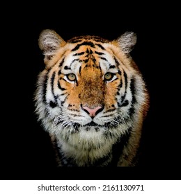 Realistic tiger illustration isolated on black background, wild cat, vector graphics, digital art