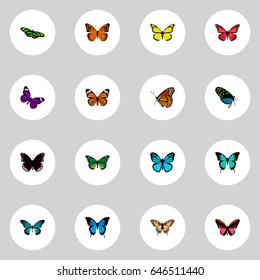 Realistic Tiger Swallowtail, Pipevine, Sky Animal And Other Vector Elements. Set Of Beauty Realistic Symbols Also Includes Malachite, Tiger, Brown Objects.