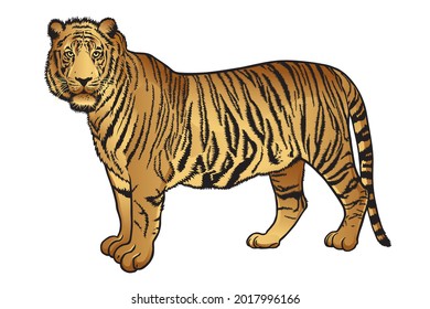 Realistic tiger vector illustration with lines and colors that are clear and realistic details. Collection set for use illustration vector and simple design.