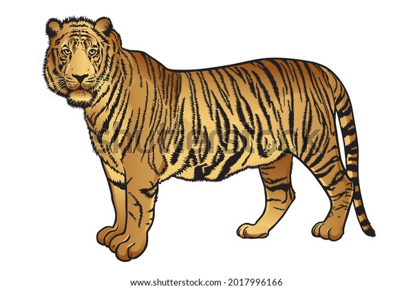 Realistic Tiger Vector Illustration Lines Colors Stock Vector (Royalty ...