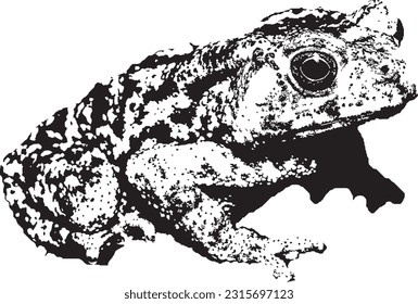 Realistic Toad vector, hand drawn animal illustration