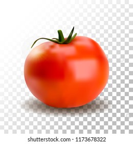 Realistic Tomato Isolated