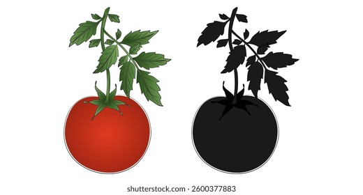 Realistic Tomato with Silhouette Version – Fresh Organic Food Illustration