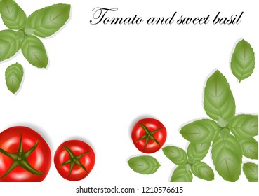 Realistic tomatoes and basil leaves. Good for web and print design. Vector Illustration.