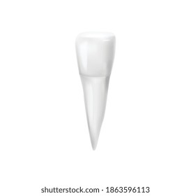 Composición de anatomía dental realista con imagen aislada de ilustración vectorial simple