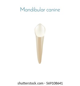 Realistic tooth with apex. The mandibular canine Requiring dental whitening. For dentistry. Vector isolated illustration.