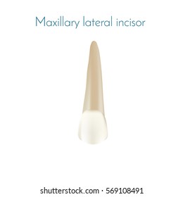 Realistic tooth with apex.  Maxillary lateral incisor. Requiring dental whitening. For dentistry. Vector isolated illustration.