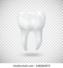 Realistic tooth illustration isolated on transparent background