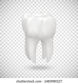 Realistic tooth illustration isolated on transparent background