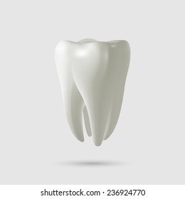 Realistic tooth isolated on white. Vector illustration.