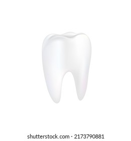 Realistic tooth on white background vector illustration