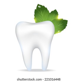Realistic tooth. Peppermint leafs. EPS 10 vector file.