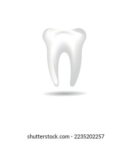 Realistic tooth vector illustration isolated on white background.