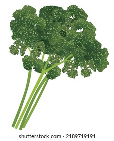 Realistic touch vector illustration of parsley