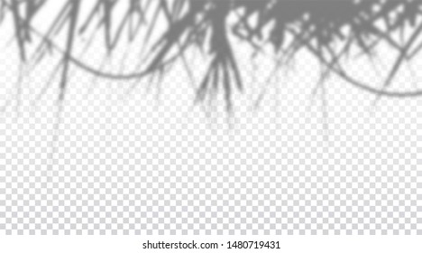 Realistic transparent drop shadow on a wall, exotic palm leafs overlay effect for photo, design presentation. Vector illustration