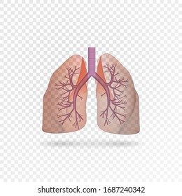 Pulmones humanos transparentes y realistas. Pulmón izquierdo y derecho con traquea. Pulmón sano. Sistema respiratorio.