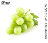 Realistic transparent isolated vector branch of green grapes lies on the surface