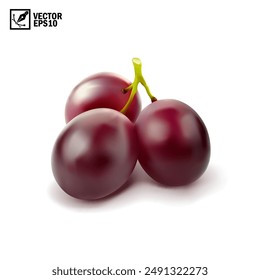 Realistic transparent isolated vector branch of red grapes lies on the surface