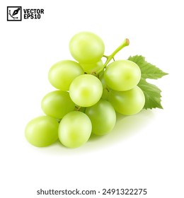 Realistic transparent isolated vector branch of green grapes lies on the surface