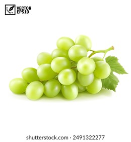 Realistic transparent isolated vector branch of green grapes lies on the surface