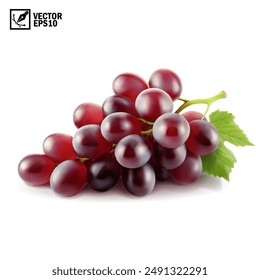 Realistic transparent isolated vector branch of red grapes lies on the surface