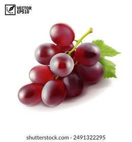 Realistic transparent isolated vector branch of red grapes lies on the surface