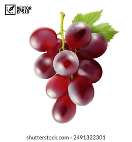 Realistic transparent isolated vector branch of red grapes