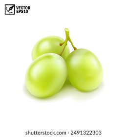 Realistic transparent isolated vector branch of green grapes lies on the surface