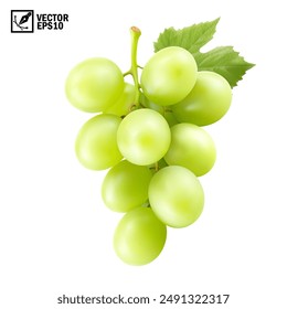 Realistic transparent isolated vector branch of green grapes