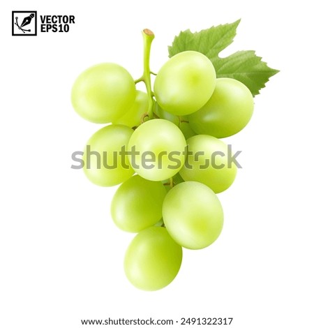 Realistic transparent isolated vector branch of green grapes