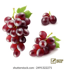 Realistic transparent isolated vector set branch of red grapes