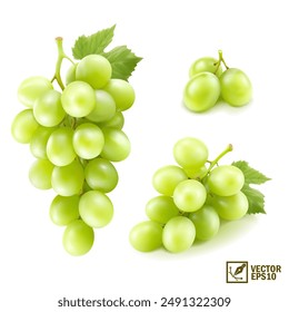 Realistic transparent isolated vector set branch of green grapes