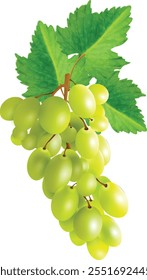 Realistic transparent isolated vector set branch of green grapes.