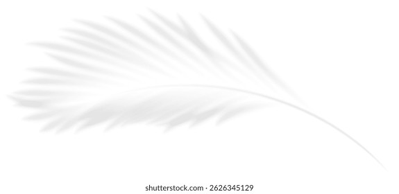 Realistic transparent shadow of a coconut leaf. The shadow overlay effect of a palm branch. Mockup with tropic leaves shadow. Vector illustration