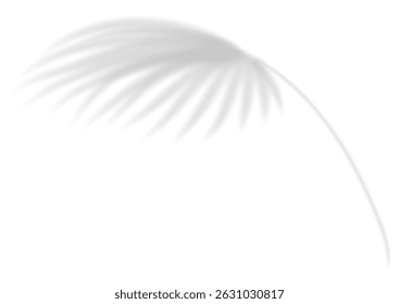 Realistic transparent shadow from a leaf of a palm tree. Mockup with tropic leaves shadow and overlay effect for product presentation and seasonal design. Vector illustration