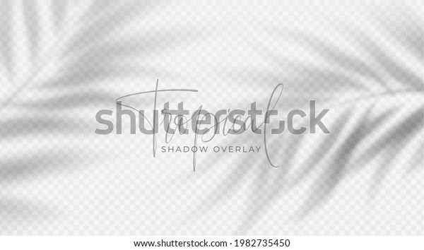 Realistic transparent shadow\
from a leaf of a palm tree on the white background. Tropical leaves\
shadow. Mockup with palm leaves shadow. Vector illustration\
EPS10
