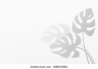 Realistic transparent shadow of a monstera leaf isolated on a transparent background. Vector illustration EPS10