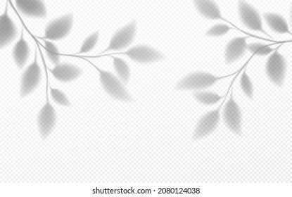 Realistic transparent shadow of a tree branch with leaves isolated on a transparent background. Vector illustration EPS10