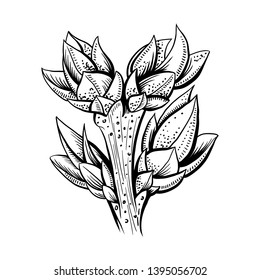 Realistic tree branch hand drawn vector illustration. Plant with leaves ink pen sketch. Black and white clipart. Linear branch with buds freehand drawing. Isolated monochrome botanical design element