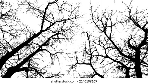 Realistic tree branches silhouette Bare tree branches. Vector illustration