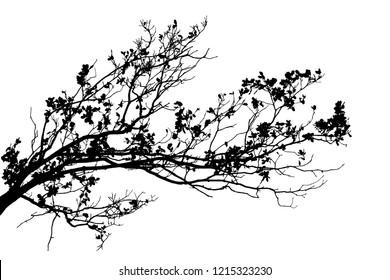 Realistic tree branches silhouette on white background (Vector illustration).