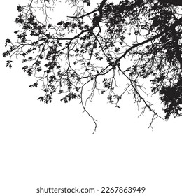 Silueta de ramas de árbol realistas sobre fondo blanco, ilustración vectorial.