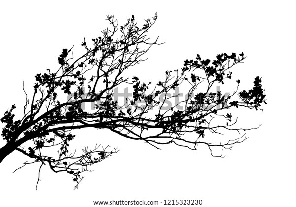 白い背景にリアルな木の枝のシルエット ベクターイラスト のベクター画像素材 ロイヤリティフリー 1215323230