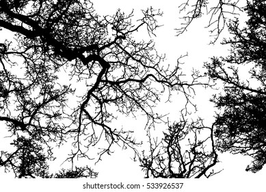 Realistic tree branches silhouette (Vector illustration).eps10